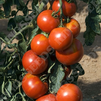 Picture of Tomato Fandango F1